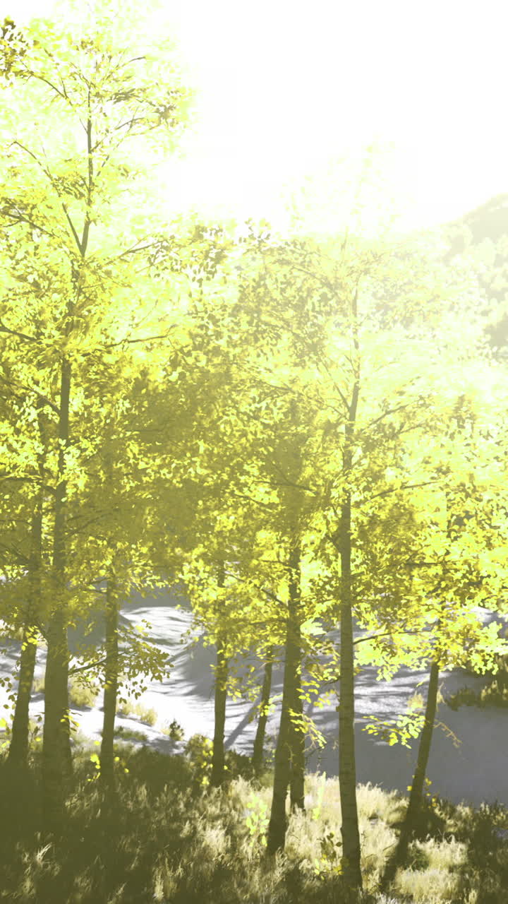 Bright morning light filters through vibrant trees along a serene path