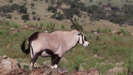 a gemsbok grazing between some rocks in the african grassland
