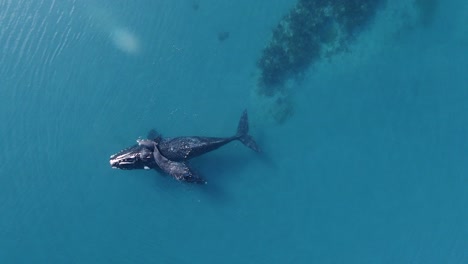 Aerial-view-above-two-Baleen-Whales,-in-transparent,-blue-sea,-on-the-coast-of-Península-Valdes,-Patagonia---birdseye,-drone-shot---slow-motion---Mysticeti