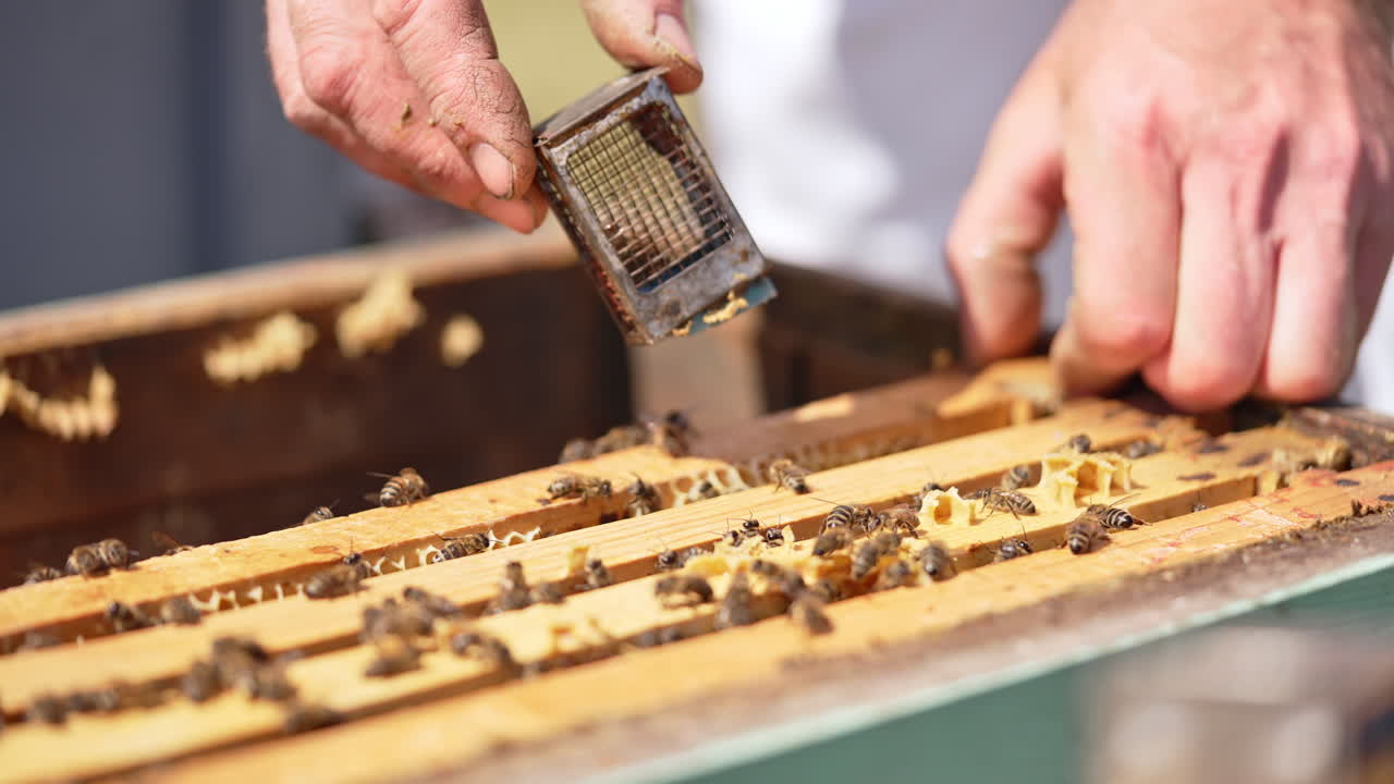 Opened beehive with many honey frames in. Man's hand puts a tiny cage with bee queen between the frames. Close up.
