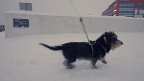 perro salchicha sacudiéndose la nieve frente a edificios de oficinas en cámara lenta