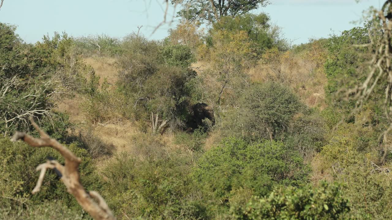 Wide shot of a herd of African elephants moving through the vegetation in the distance down a hill, Greater Kruger