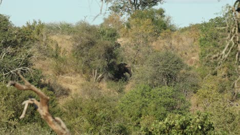 wide shot of a herd of african elephants moving through the vegetation in the distance down a hill, greater kruger