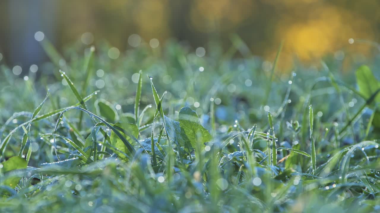 Focus shifts along wet grass as the morning light catches the dew - 4K.