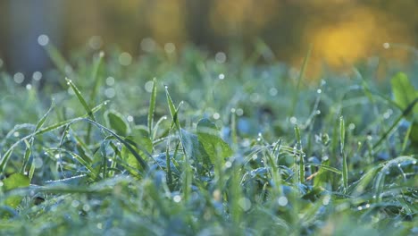focus shifts along wet grass as the morning light catches the dew - 4k.
