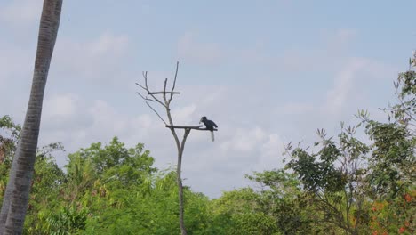 el cuerno oriental aterrizó en una perca de árbol en el zoológico de bali, indonesia.