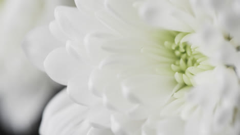 micro vídeo de primer plano de la flor blanca con espacio de copia