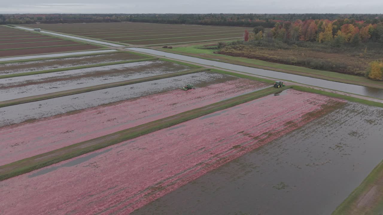 En harvetraktor slår en Wisconsin-tranbærsmose og slår de flydende tranbær af planten