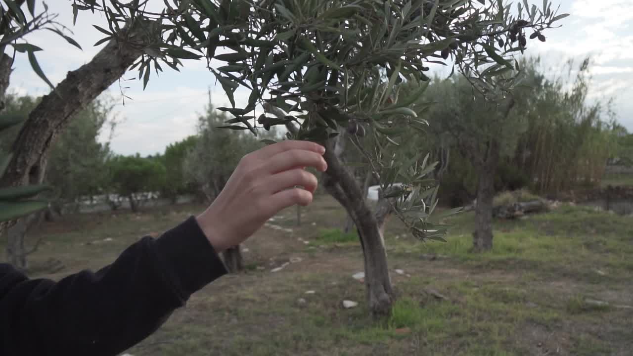 지중해 지역에서 올리브 따기