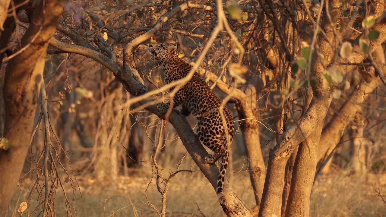 Botswana, Khwai'de, altın rengi ışıkta sincapları avlamak için ağaca tırmanan bir leoparın ağır çekim görüntüsü
