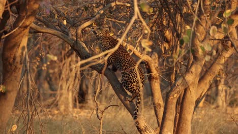 clip en cámara lenta de leopardo trepando un árbol, cazando ardillas en luz dorada, en khwai, botswana