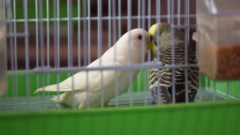 two budgerigar couple in the cage arguing and playing