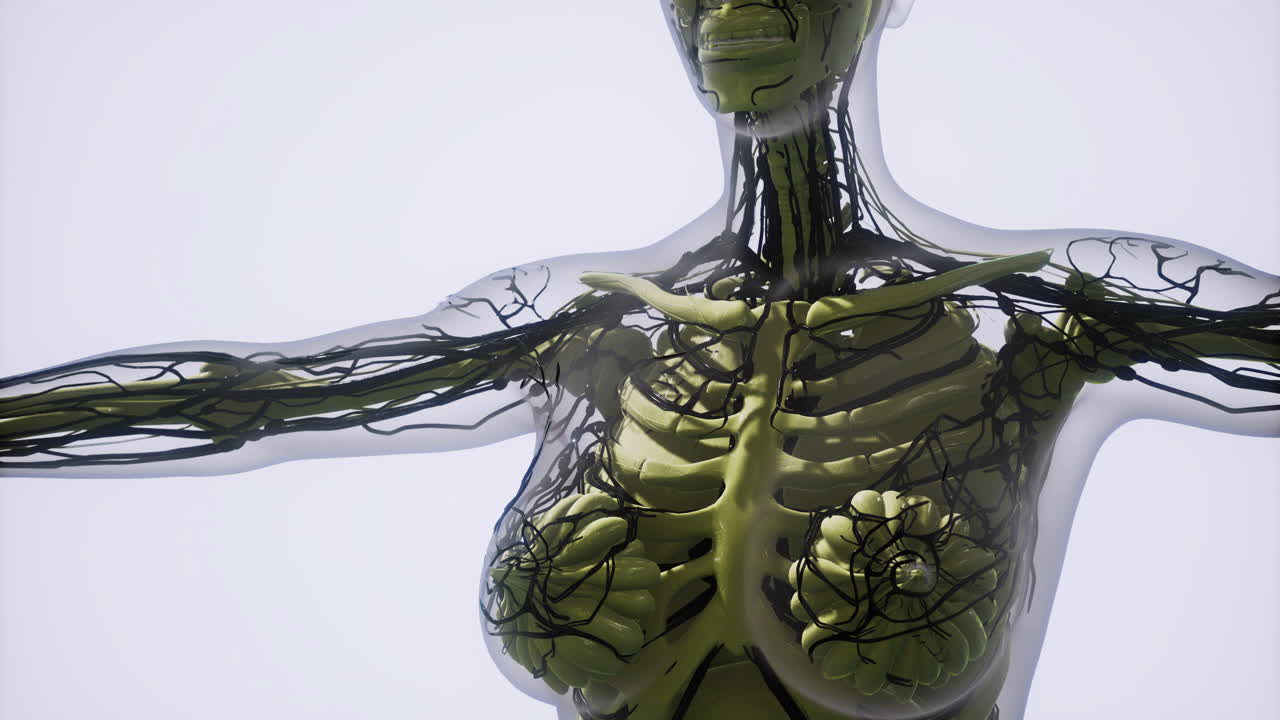 Detailed view of blood vessels within a human skeletal model