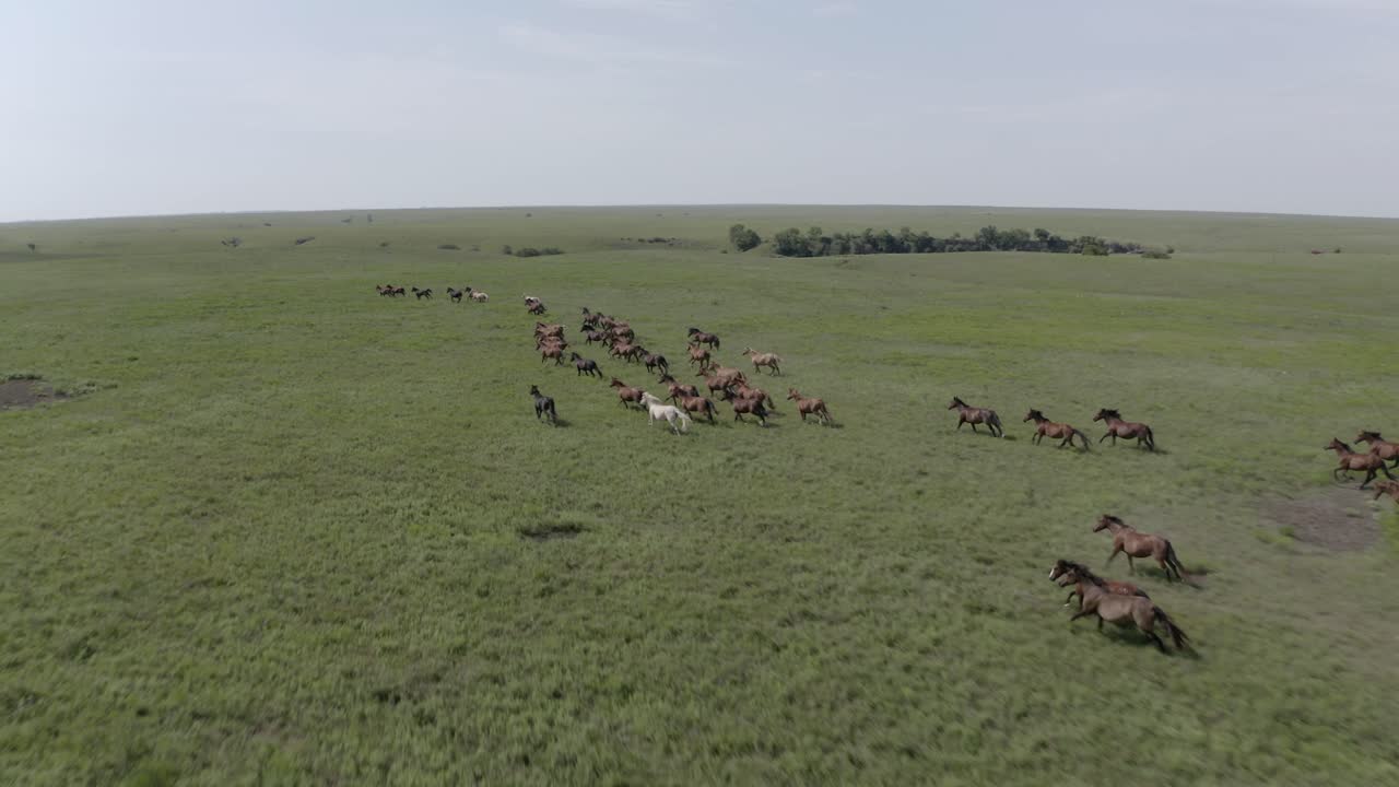 Wild horses, horse, stallion, animals, prairie, wild west, cowboy, ranch, rancher, country, farm, farmer, farming, America, USA, wildlife, herd, hoof, hooves, drone, aerial