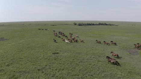 Caballos-Salvajes,-Caballos,-Semental,-Animales,-Pradera,-Salvaje-Oeste,-Vaquero,-Rancho,-Ranchero,-Países,-Granjas,-Granjero,-Agricultura,-America,-Estados-Unidos,-Animales-Salvajes,-Manada,-Casco,-Pezuñas,-Zumbido,-Aéreo