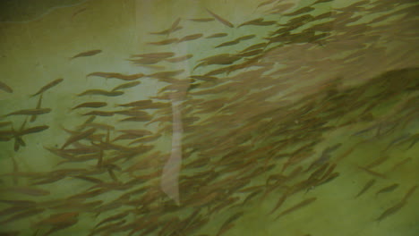 fish fry swimming in pond