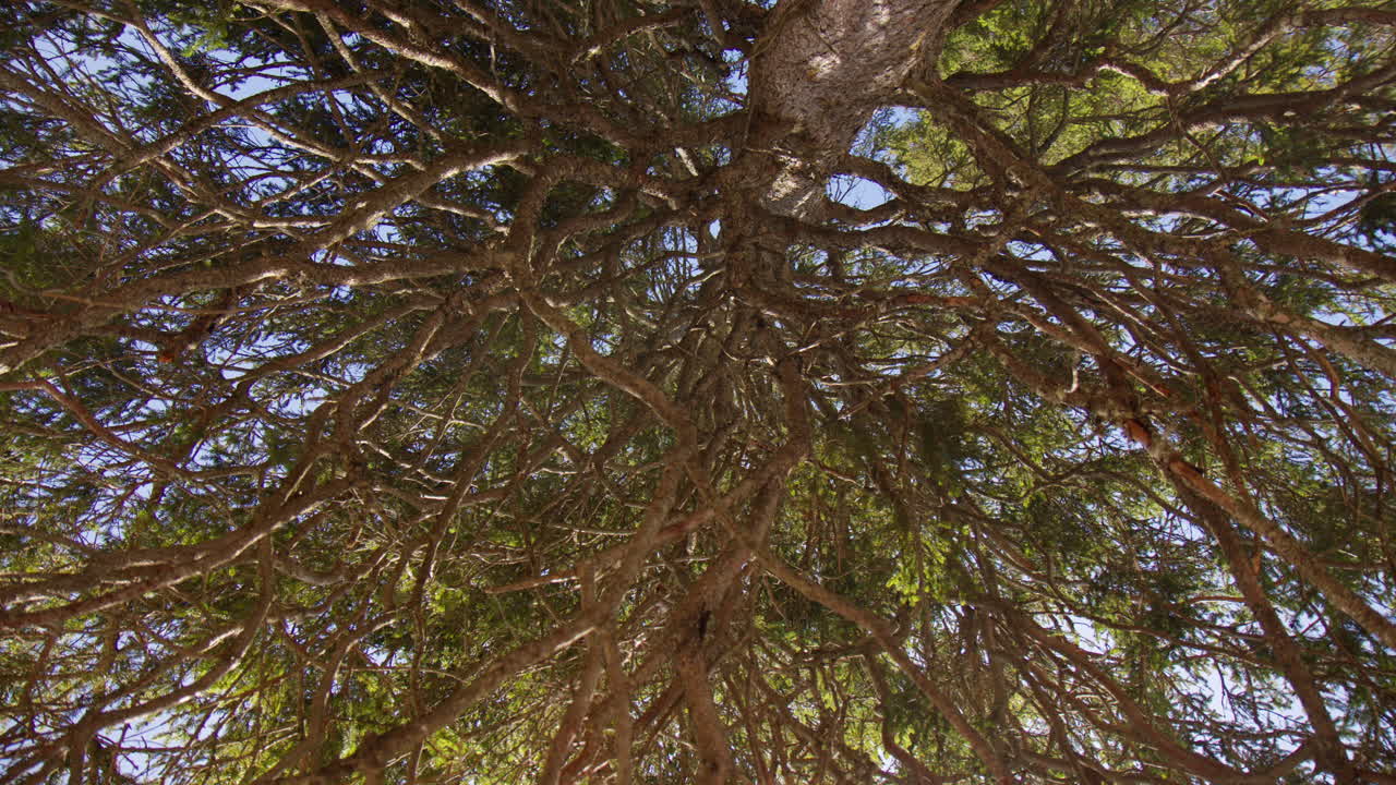Dense Tree Branches Canopy In Wild Forests. Low Angle Shot