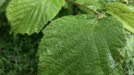 raindrops on the green leaves of a young deciduous tree, close-up. natural forest pattern, texture, background, graphic resources. ecology, environment, ecosystem, botany, gardening, seasons, summer