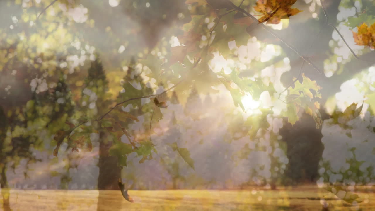 Sunlight filtering through autumn leaves creating animation in forest landscape