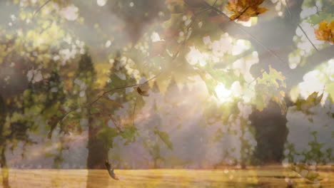 sunlight filtering through autumn leaves creating animation in forest landscape