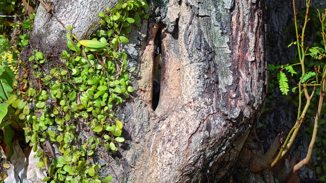 A Narrow Slit Through A Tree Trunk With Oriental Pied Hornbill Bird Nesting Inside. Close-up Shot