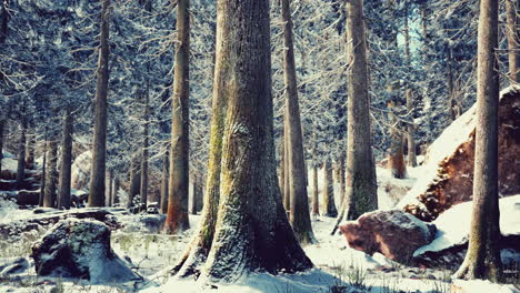winter calm forest at sunny day