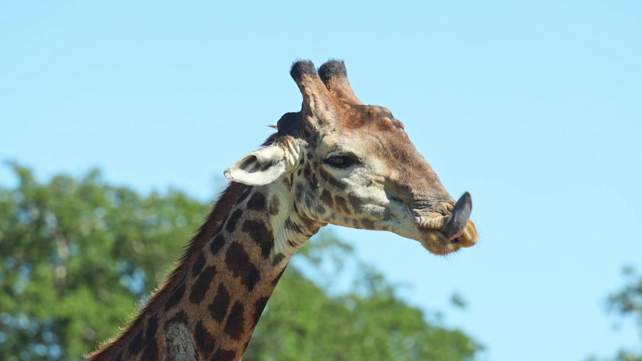 Primo piano di una vecchia giraffa maschio che usa la sua lunga lingua prensile per pulirsi le narici, con un cielo azzurro chiaro come sfondo nella Riserva di caccia di Mkhuze, Sudafrica