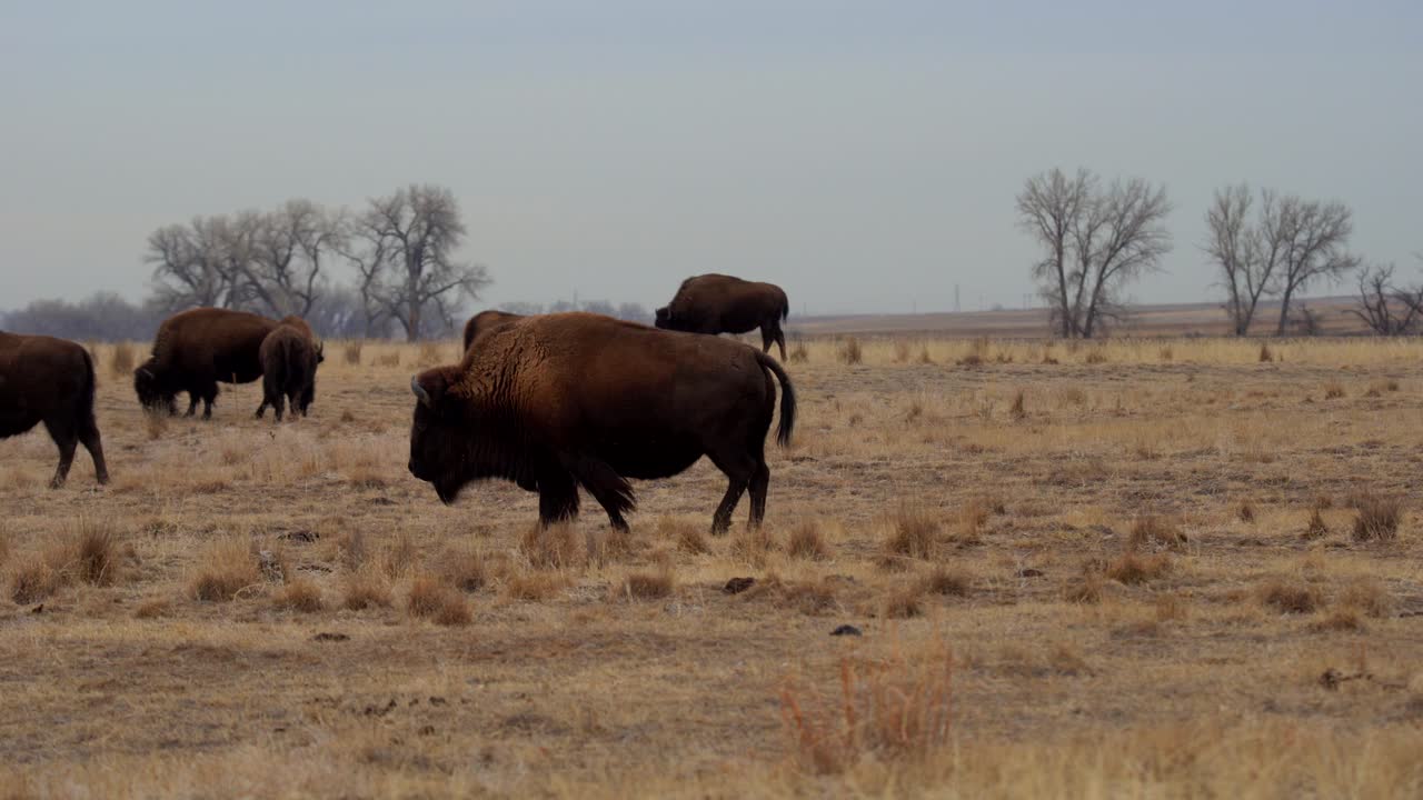 manada de bisontes americanos en el refugio nacional de vida silvestre del arsenal de las montañas rocosas