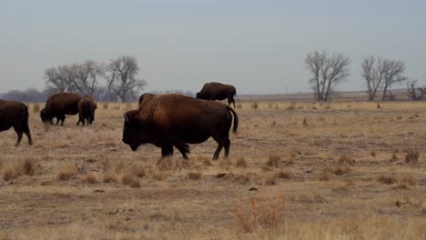 herd of american bison in the rocky mountain arsenal national wildlife refuge