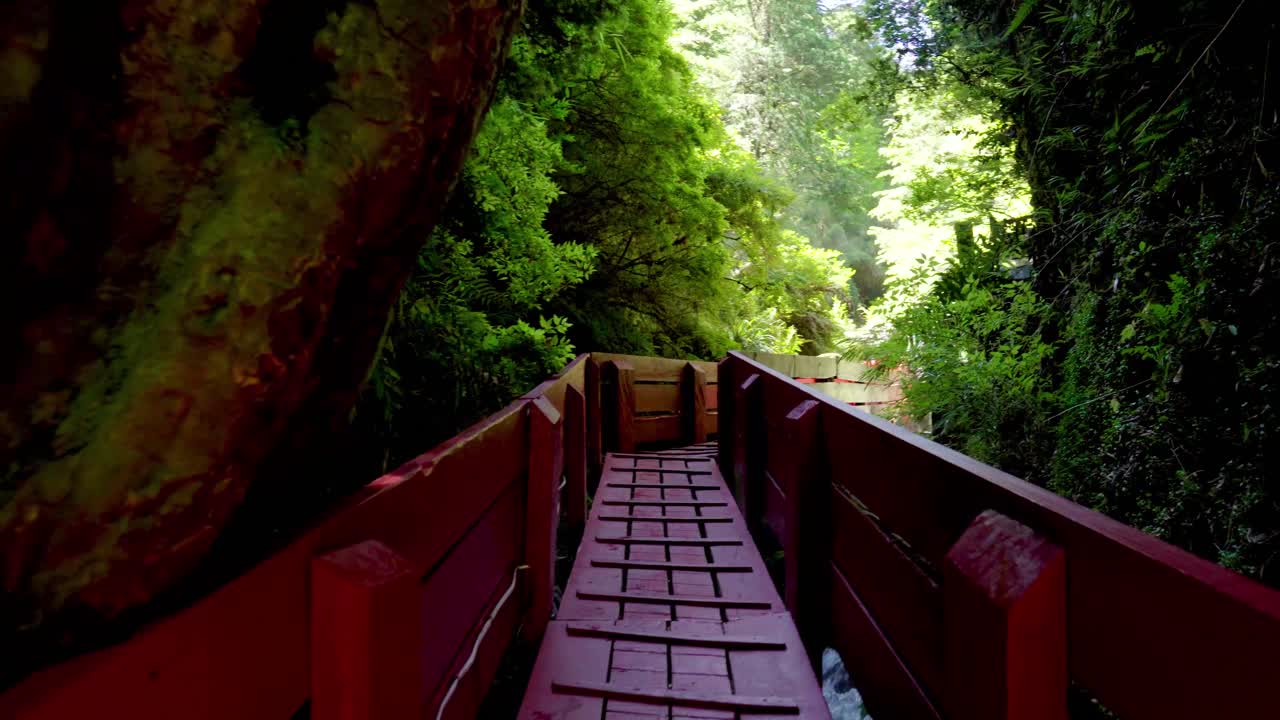 Dolly in of red wooden deck hidden between green dense rainforest in Termas Geometricas hot spring complex, Coñaripe, Chile