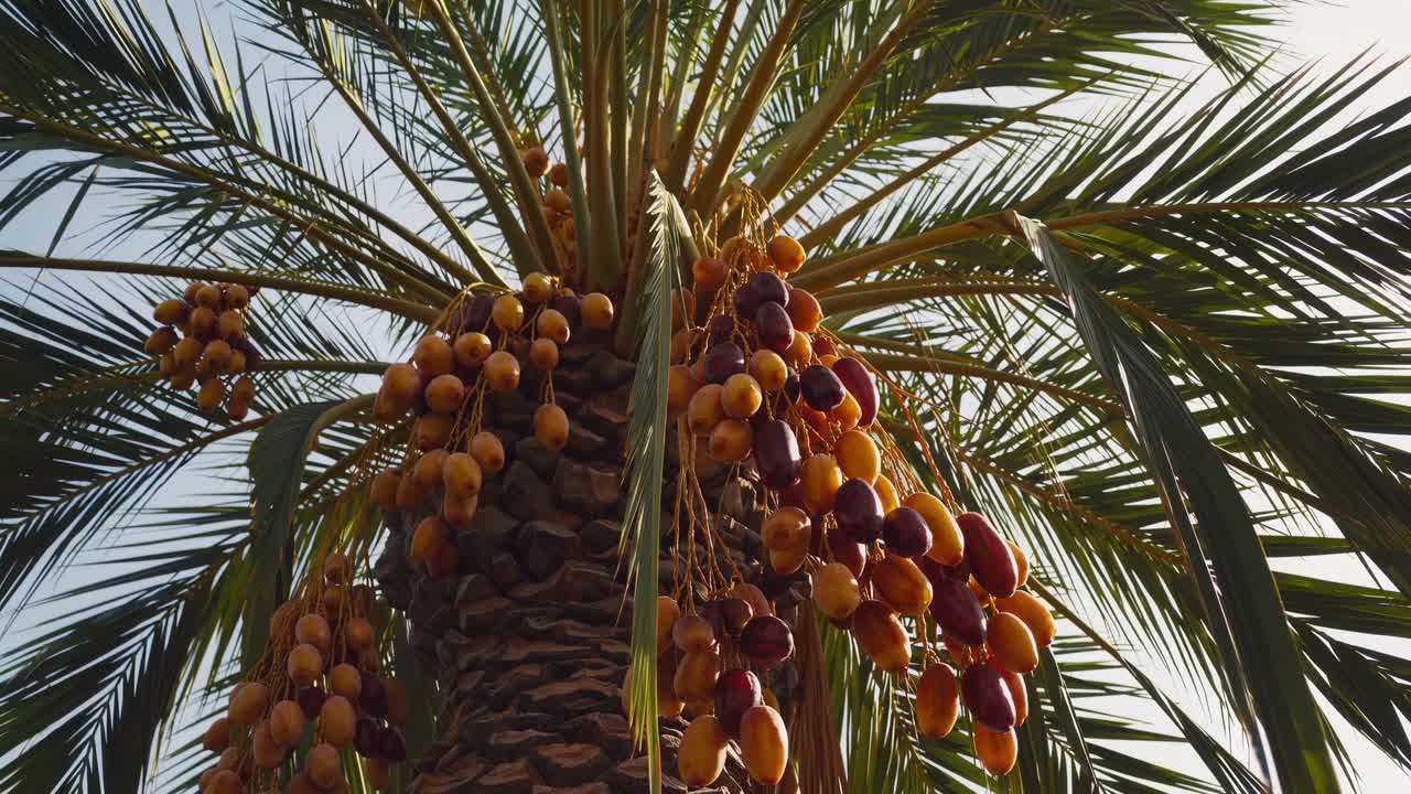 Low-angle video shot of a sunlit date palm tree with ripe clusters, capturing the vibrant colors