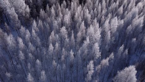 Seasonal-forest-in-winter-northern-Europe-covered-with-frost-sunny-daylight-aerial-view