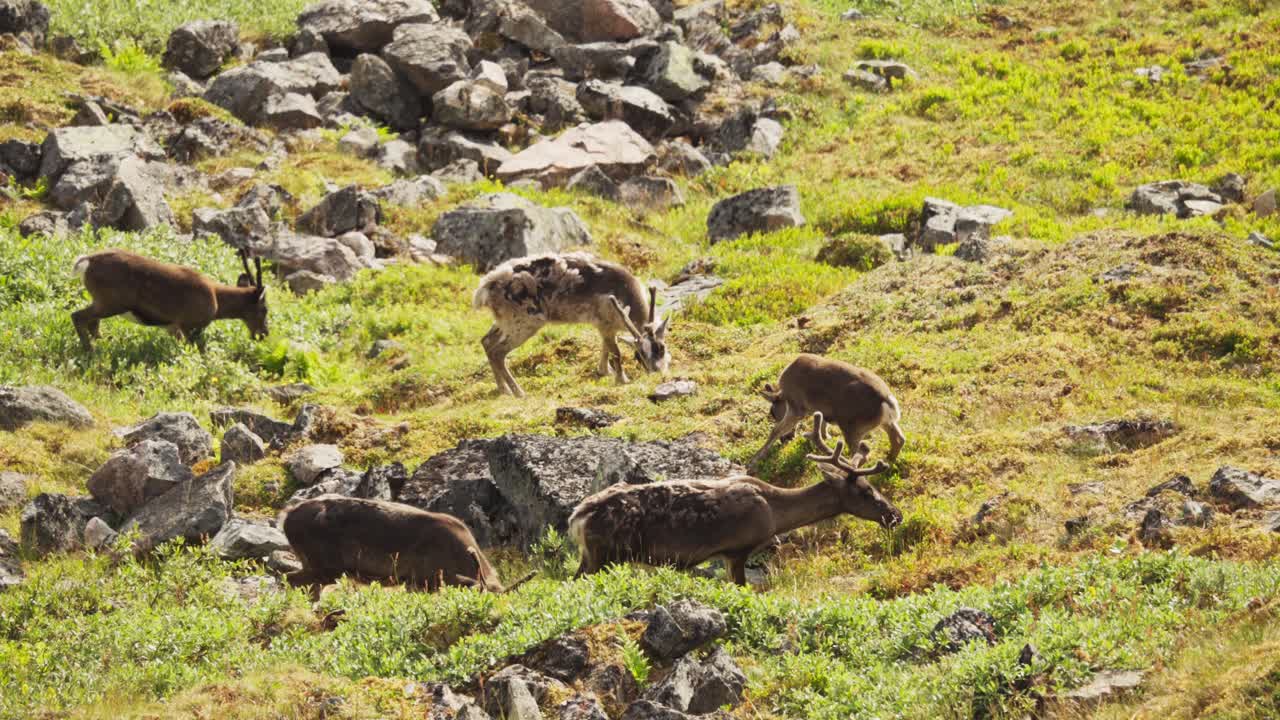 노르웨이 북부 의 센자 섬 에 있는 롱케틴드 트레일 의 울창 한 녹지 에서  ⁇ 는 사 ⁇  - 정적 사진