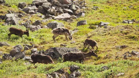 deer nibbling in the lush greenery of lonketind trail in senja island, northern norway - static shot