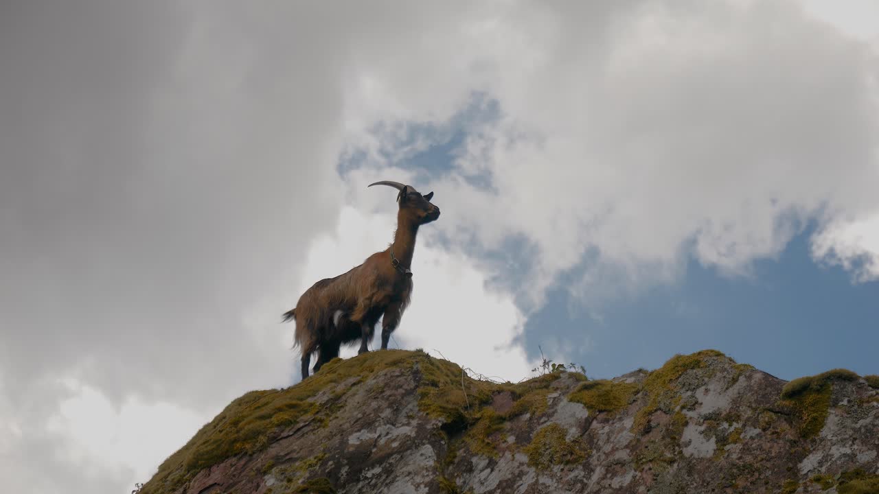 A cute goat stands on a rocky outcrop. It's a summer day, but the sky is overcast. Clouds drift by in the background. This video was taken in the Swiss Alps, in a beautiful natural landscape.