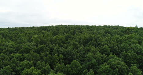 volando sobre el hermoso paisaje de árboles forestales panorama 3