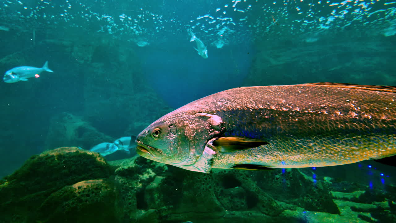 Large Fish Swimming in Aquarium