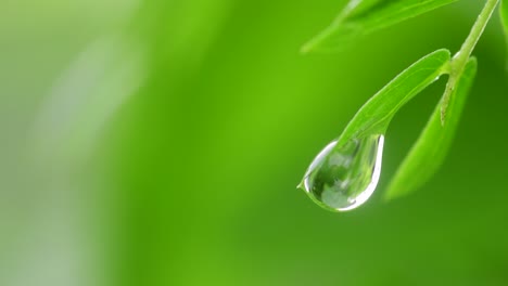 drops of dew on green leaf, purity nature background