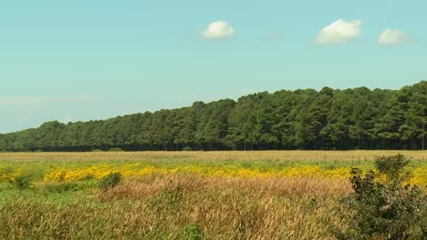 Cielo-Azul-Y-Exuberante-Campo-En-El-Refugio-Nacional-De-Vida-Silvestre-De-Blackwater,-Maryland,-Estados-Unidos---Inclinado-Hacia-Abajo