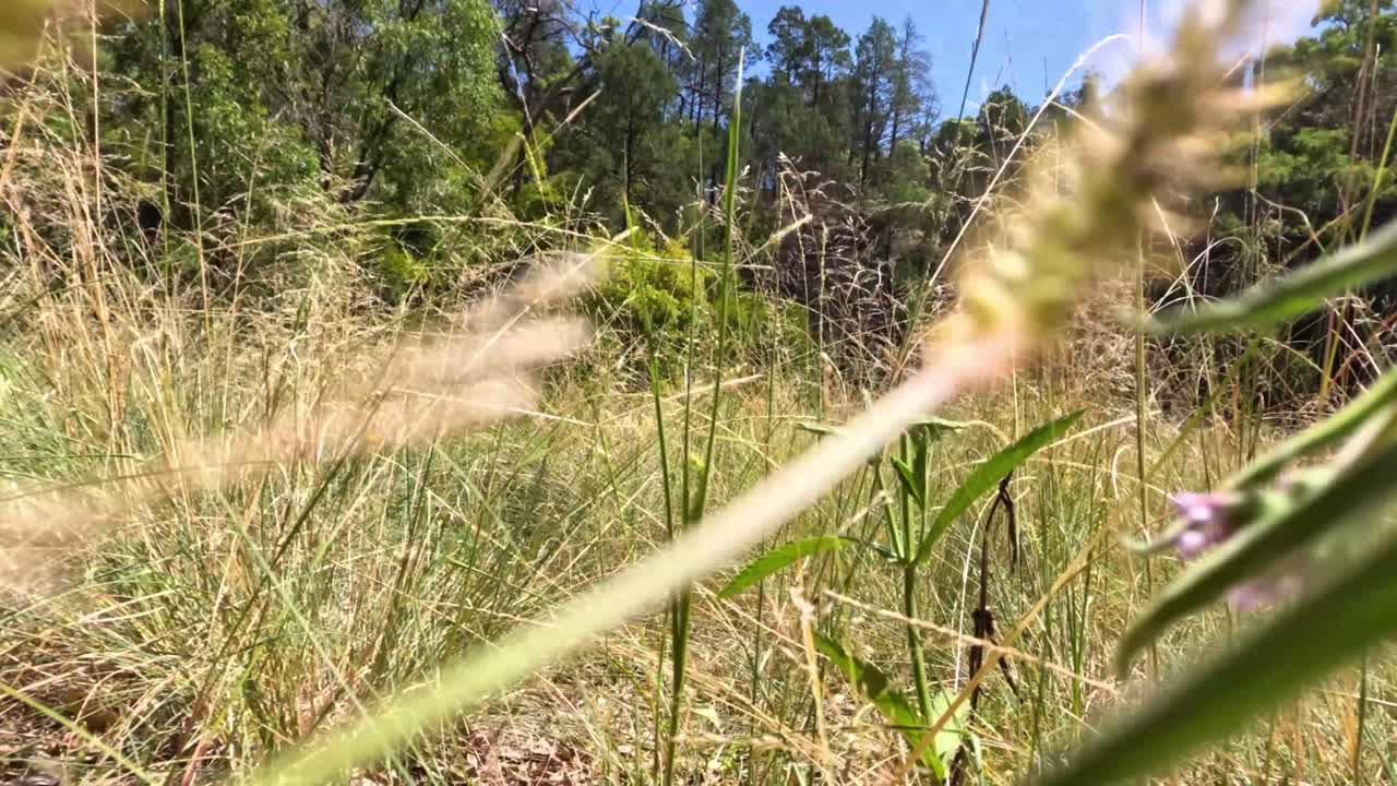 un paseo por la hierba alta y la naturaleza