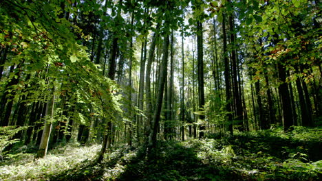 Control-Deslizante-De-Seguimiento-Toma-Impresionante-En-Un-Bosque-Exuberante,-Destello-De-Lente