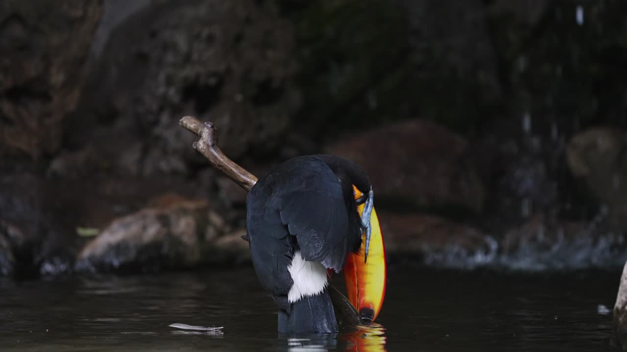 Close up of tropical Ramphastos Toco diving head in river during hot summer day in Brazil - Cooling with fresh water in nature