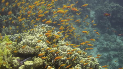 Anthias-Fische-In-Einer-Großen-Gruppe-Rund-Um-Korallen-Des-Roten-Meeres-Von-Ägypten