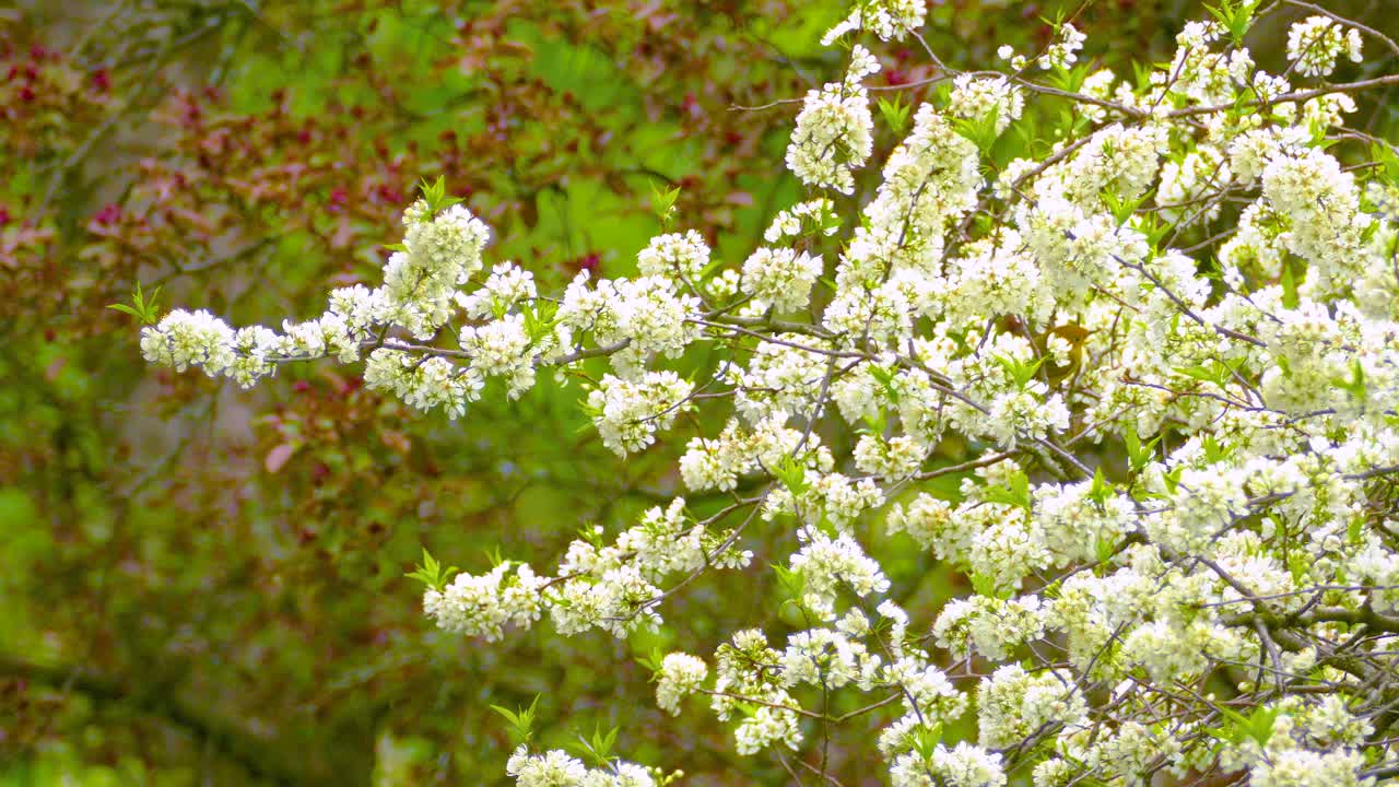 Yellow Bird on a Branch of White Blossoms