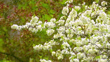 yellow bird on a branch of white blossoms