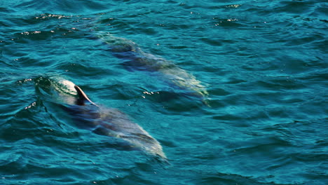 bottlenose dolphins chasing boat in turquoise water of pacific ocean