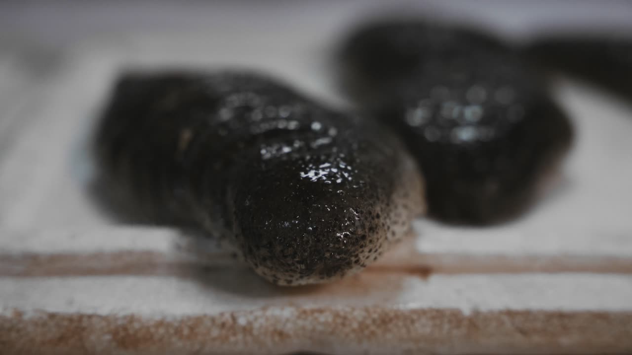 pepino de mar sobre un fondo blanco