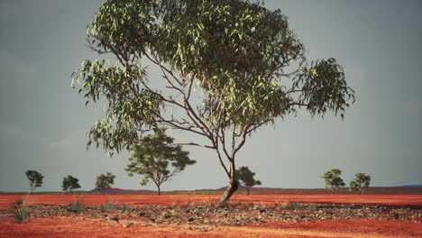 Sabana-Africana-Seca-Con-árboles