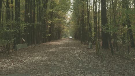 Un-Camino-A-Través-Del-Bosque,-Cubierto-De-Hojas-De-Otoño