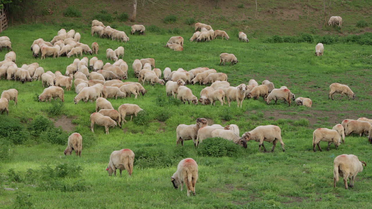 Grande gregge di pecore domestiche che pascolano in un pascolo d'erba rada, Romania